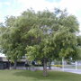 Sophora japonica ‘Fastigiata'